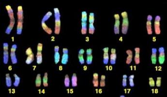Сколько хромосом у различных животных